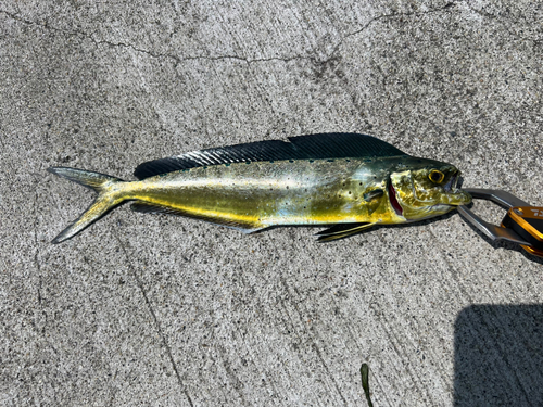 シイラの釣果