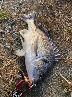 キビレの釣果