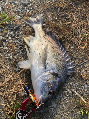 キビレの釣果