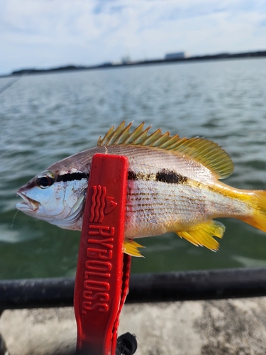 ヨコスジフエダイの釣果