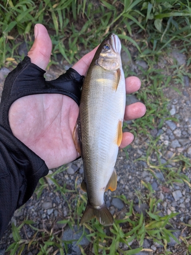 アユの釣果