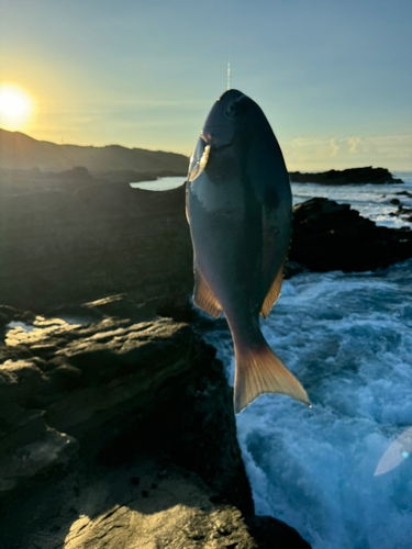 メジナの釣果