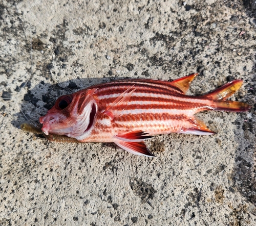 アヤメエビスの釣果