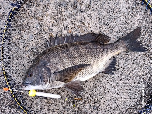 チヌの釣果