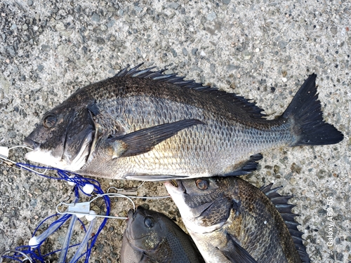 チヌの釣果