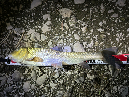 ニゴイの釣果