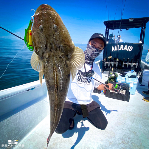 マゴチの釣果