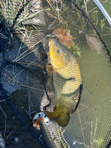 コイの釣果