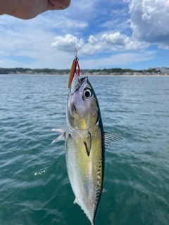 ソウダガツオの釣果