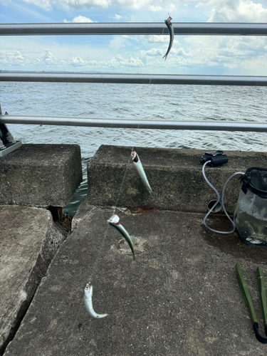 カタクチイワシの釣果