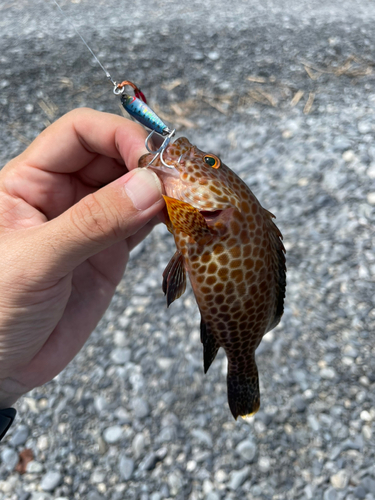 オオモンハタの釣果