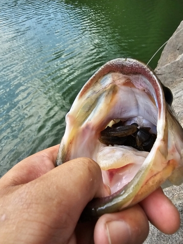 ブラックバスの釣果