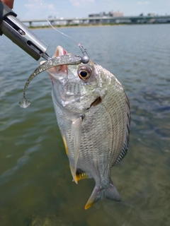 キビレの釣果