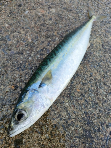 サバの釣果