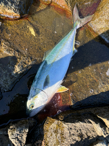 イナダの釣果