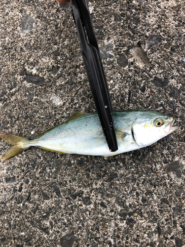 ショゴの釣果