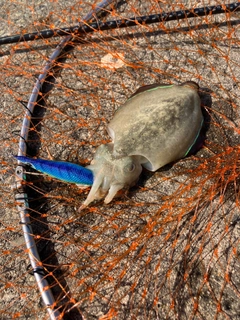 コウイカの釣果