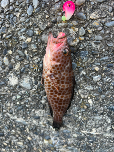 オオモンハタの釣果