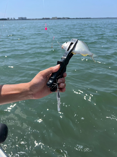 ヘダイの釣果