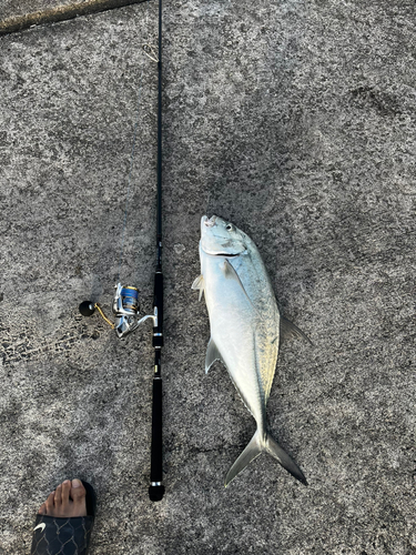 オニヒラアジの釣果