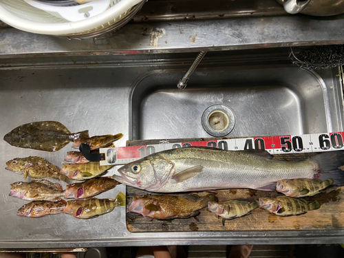 シーバスの釣果