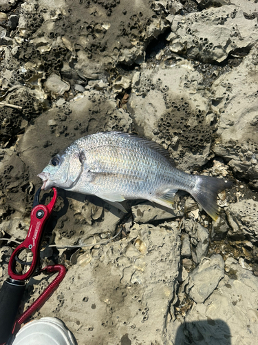 キビレの釣果