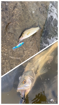 シーバスの釣果