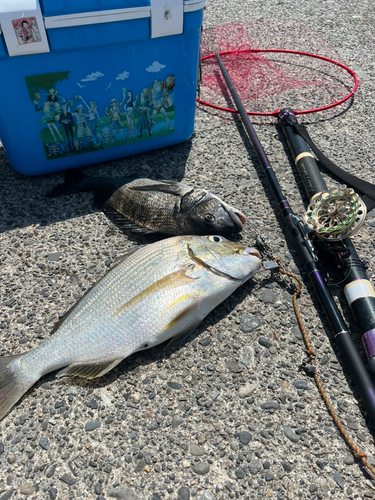 ヘダイの釣果