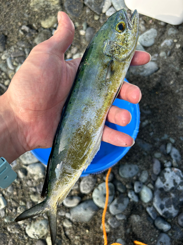 シイラの釣果