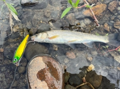 ウグイの釣果