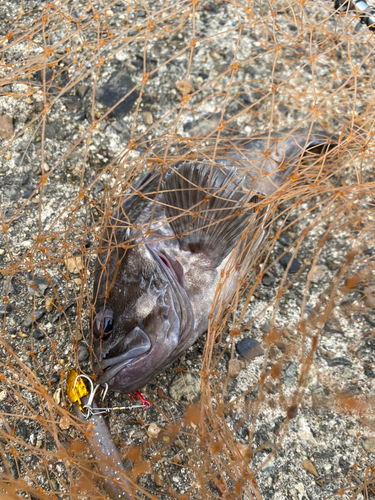 クロソイの釣果