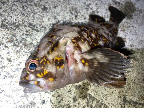 オウゴンムラソイの釣果