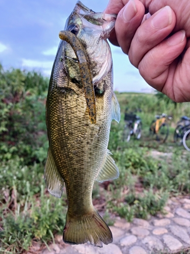 ラージマウスバスの釣果