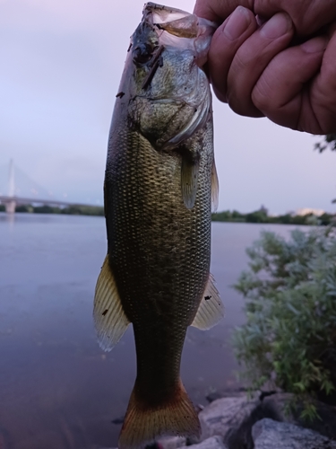 ラージマウスバスの釣果