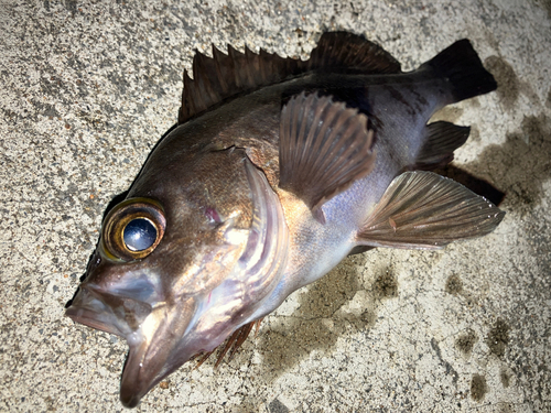 メバルの釣果