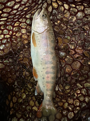 ヤマメの釣果