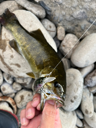 スモールマウスバスの釣果