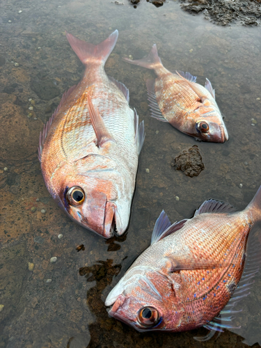 マダイの釣果