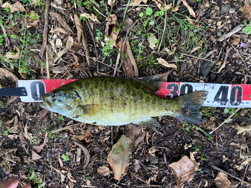 スモールマウスバスの釣果