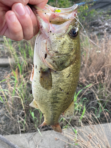 ラージマウスバスの釣果