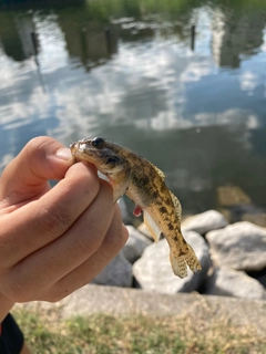 マハゼの釣果