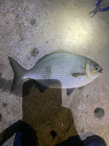 ウンコタレの釣果