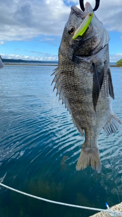 チヌの釣果