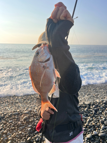 チャリコの釣果