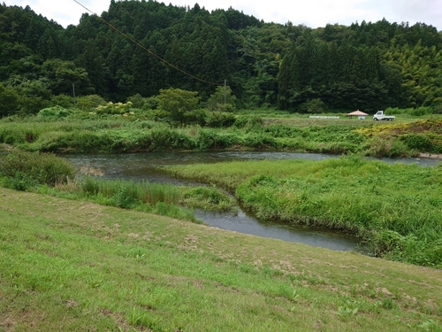 アユの釣果