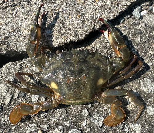 イシガニの釣果