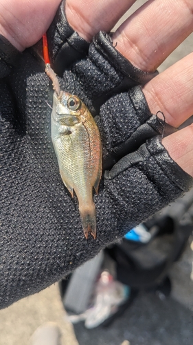 キスの釣果