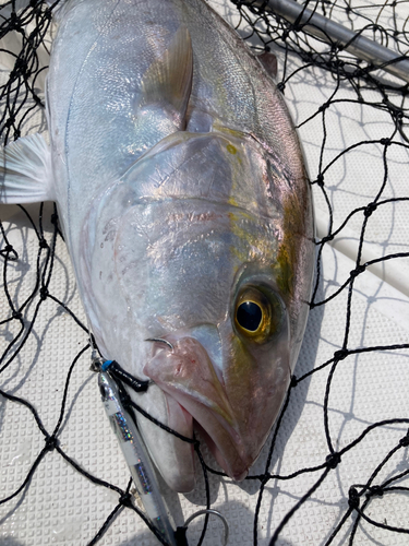 カンパチの釣果