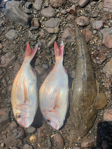 コチの釣果