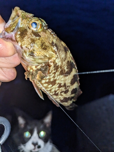 タケノコメバルの釣果